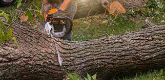 Best Lawn Drainage Solutions  in Jefferson, WI